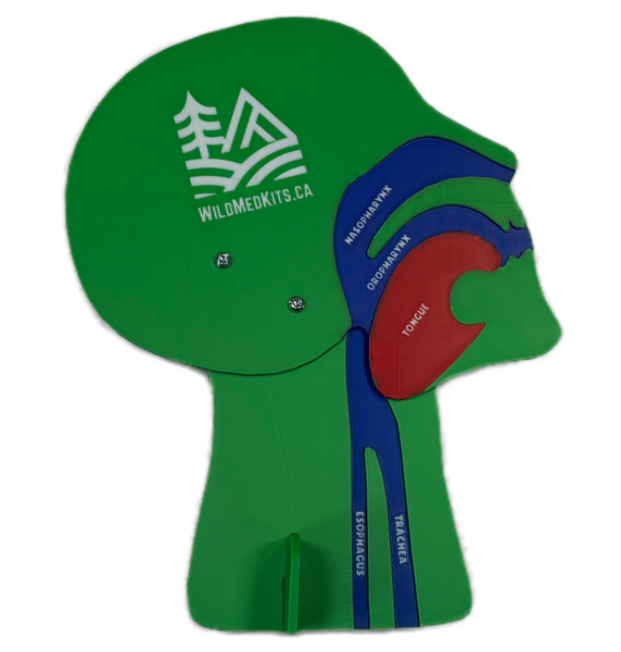 Anatomical Airway Model