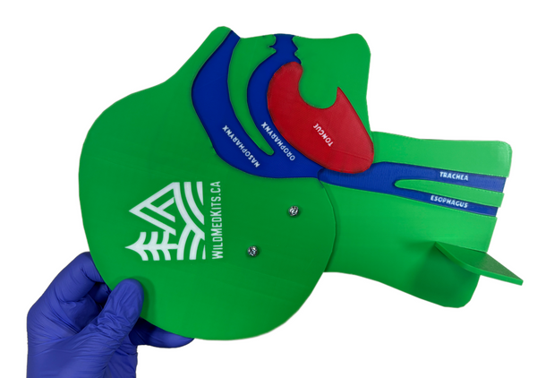 Anatomical Airway Model