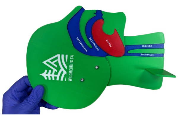 Anatomical Airway Model